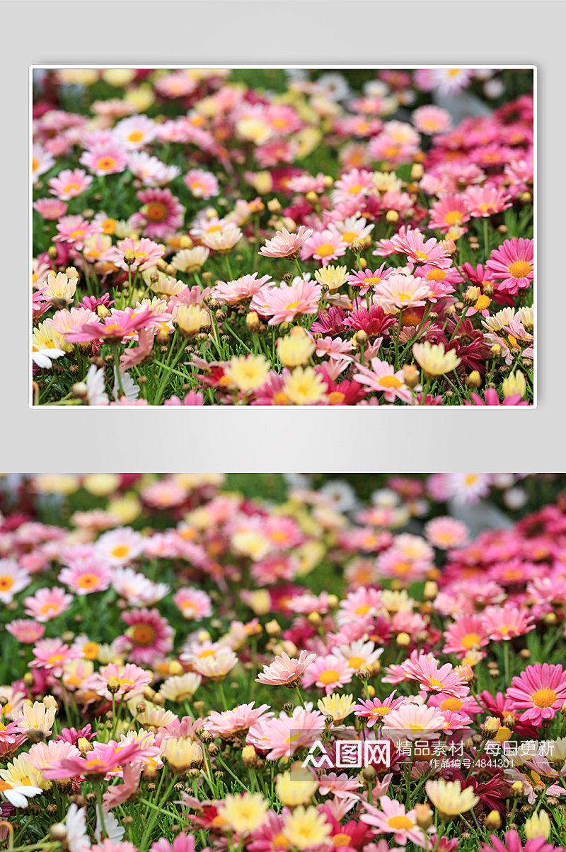 春天粉色黄色暖色木茼蒿花花卉物品摄影图片素材