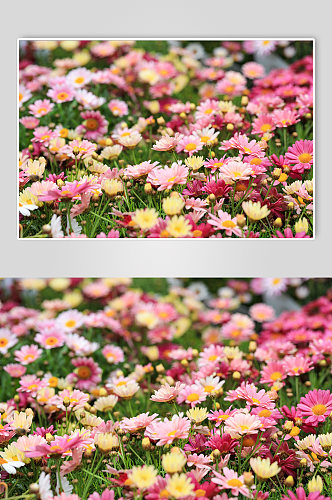 春天粉色黄色暖色木茼蒿花花卉物品摄影图片