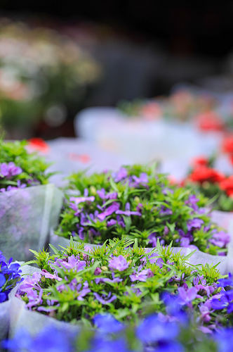 春天紫色六倍利花花卉物品摄影图片