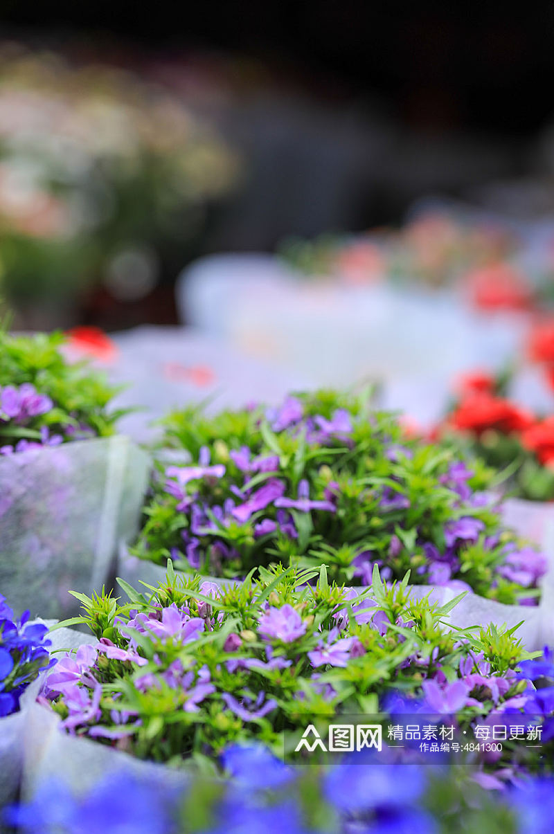 春天紫色六倍利花花卉物品摄影图片素材