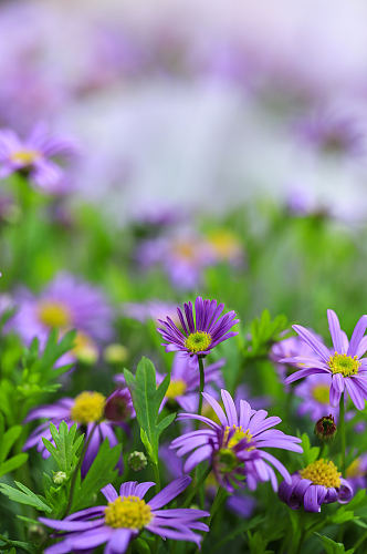 春天紫色荷兰菊花花卉物品摄影图片