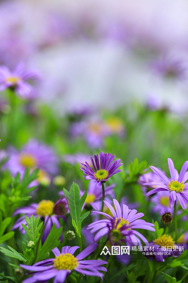 春天紫色荷兰菊花花卉物品摄影图片素材