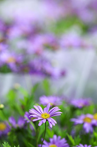 春天紫色荷兰菊花花卉物品摄影图片