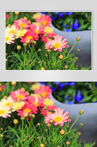 春天粉色黄色暖色木茼蒿花花卉物品摄影图片