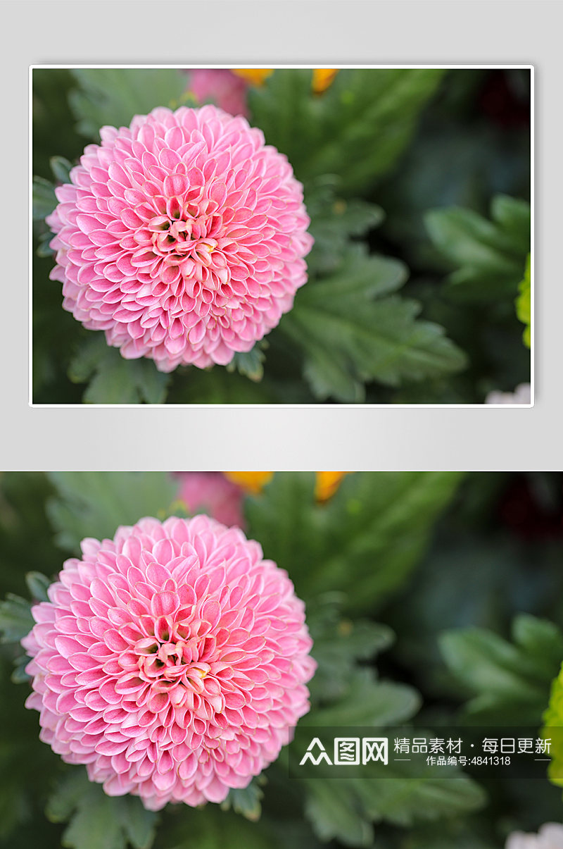粉色大丽花花卉物品摄影图片素材