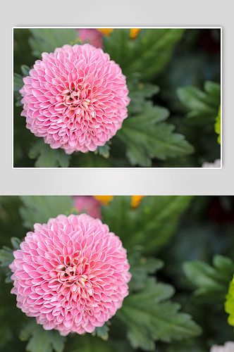 粉色大丽花花卉物品摄影图片
