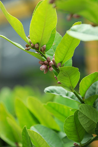 春季粉色花蕾花卉物品摄影图片