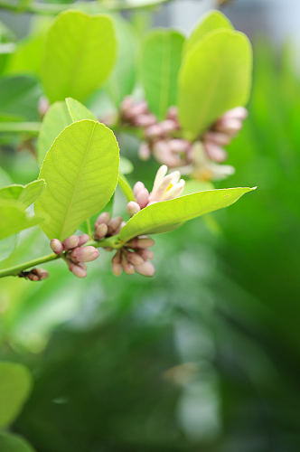 春季粉色花蕾花卉物品摄影图片