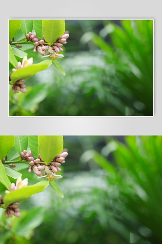 春季粉色花蕾花卉物品摄影图片