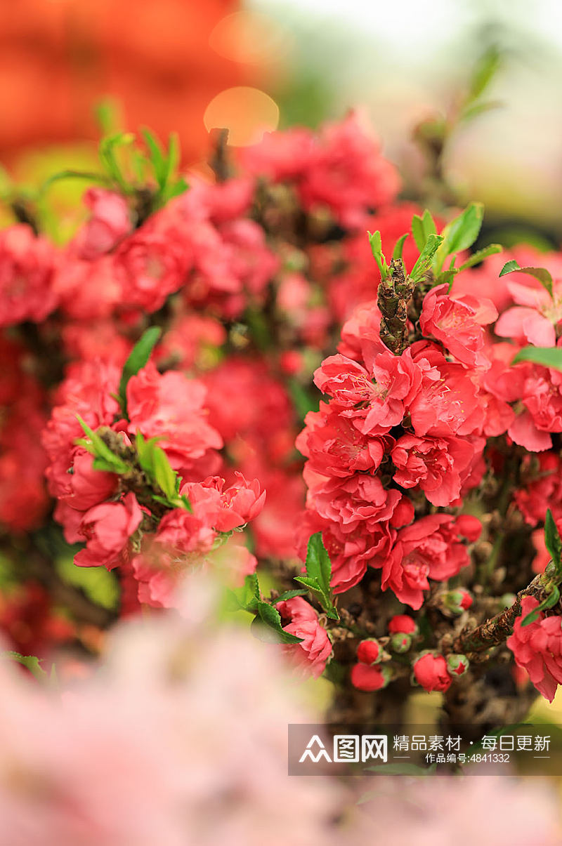 春季红色碧桃花花卉物品摄影图片素材