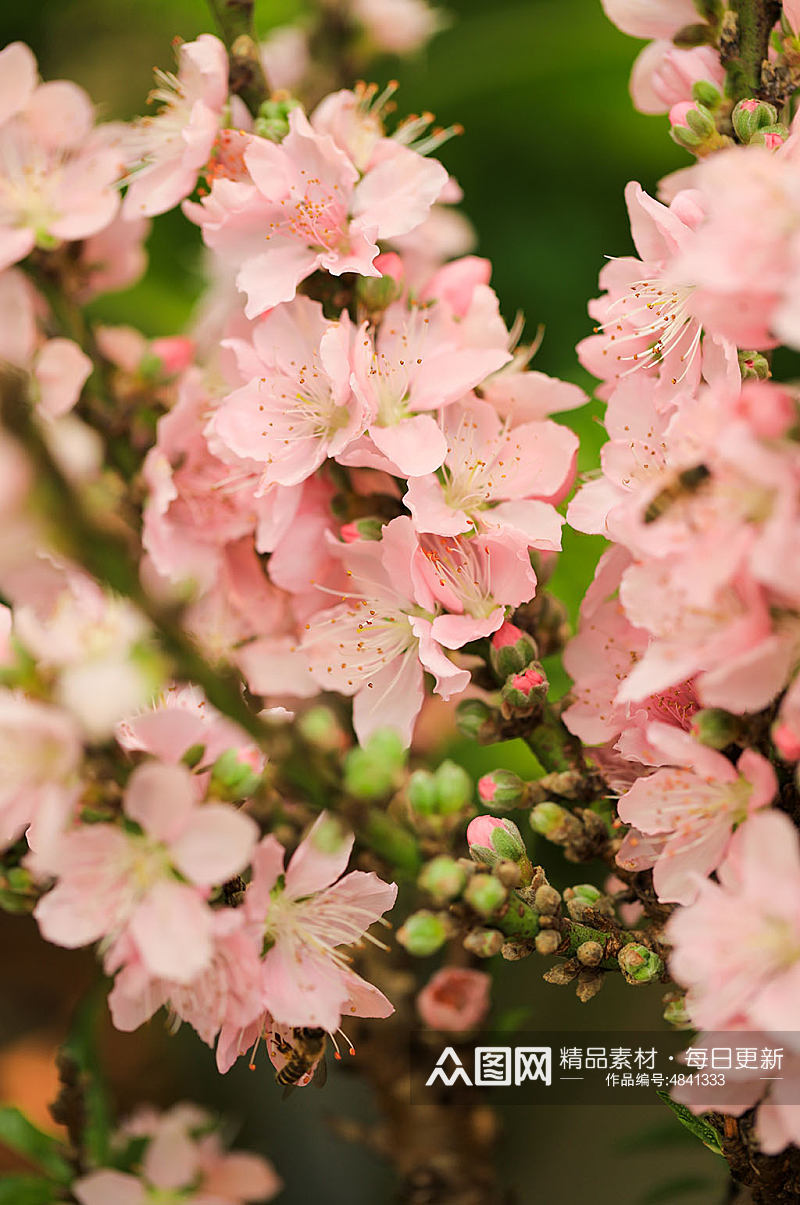 春季粉色榆叶梅花花卉物品摄影图片素材