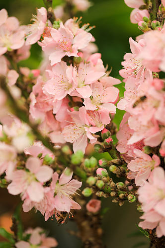 春季粉色榆叶梅花花卉物品摄影图片
