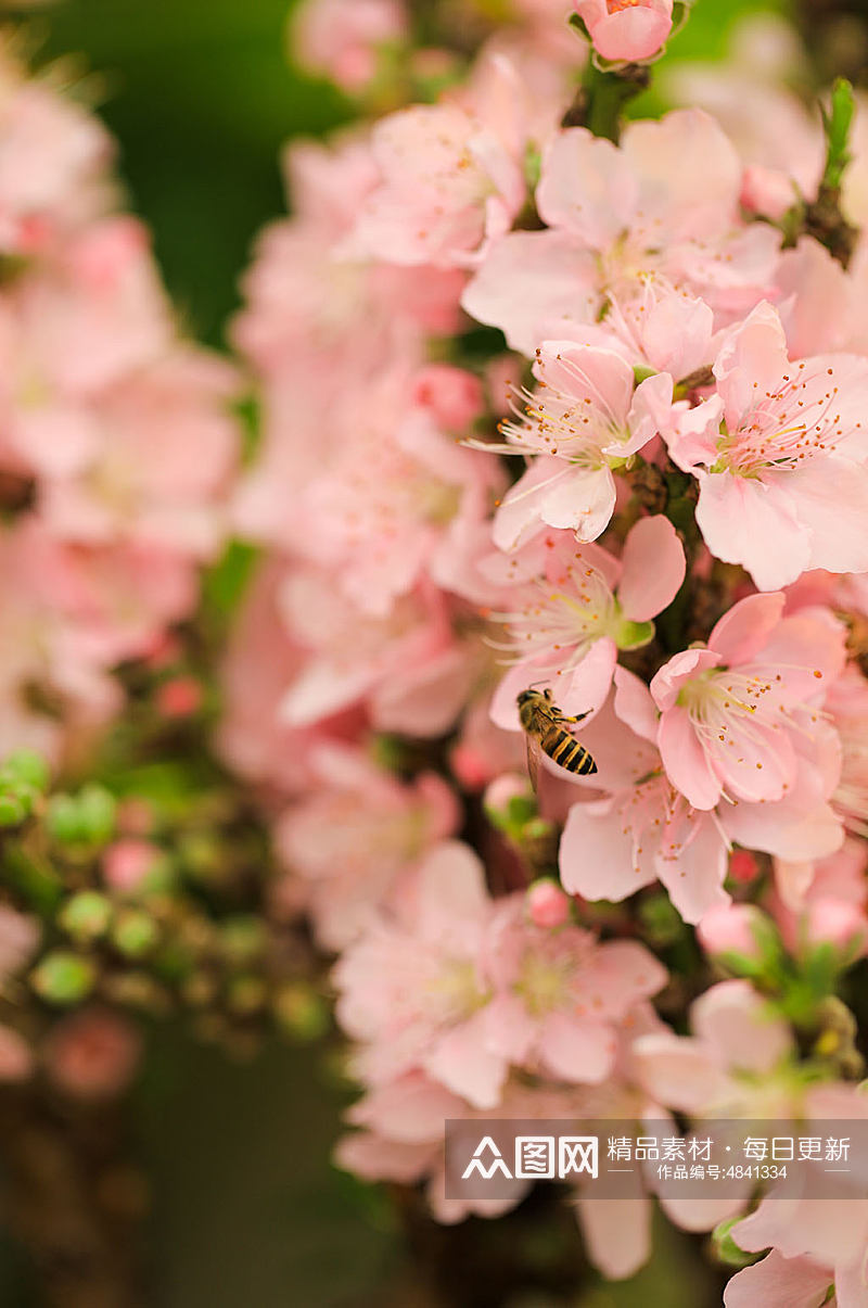 春季粉色榆叶梅花花卉物品摄影图片素材