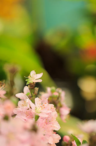 春季粉色榆叶梅花花卉物品摄影图片