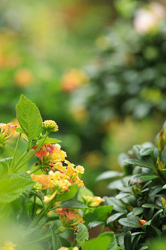 春季黄色马缨丹花花卉物品摄影图片