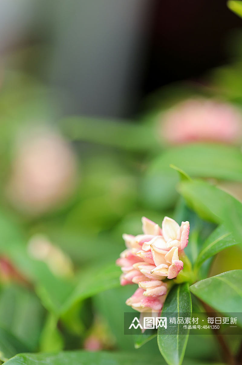 春季粉色瑞香花花卉物品摄影图片素材