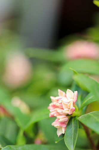 春季粉色瑞香花花卉物品摄影图片