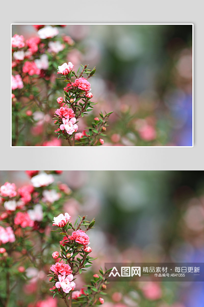春季红色松红梅花花卉物品摄影图片素材