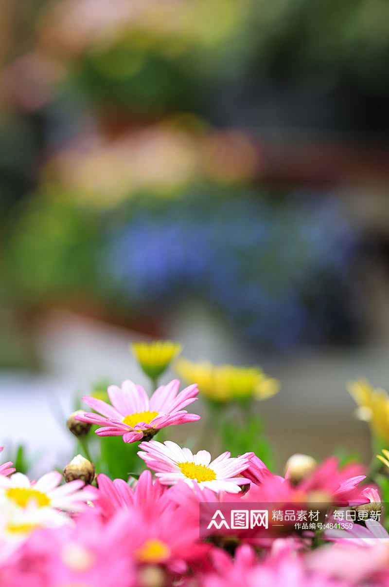 春天粉色黄色暖色木茼蒿花花卉物品摄影图片素材