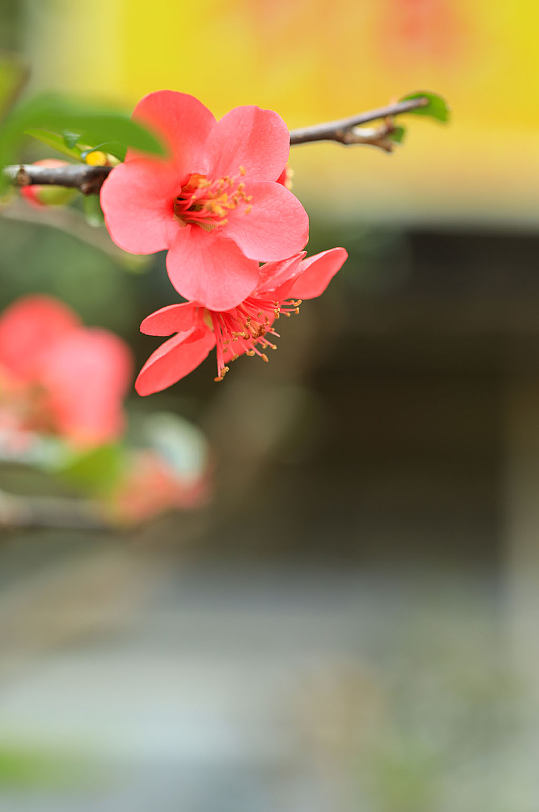 春季红色贴梗海棠花花卉物品摄影图片