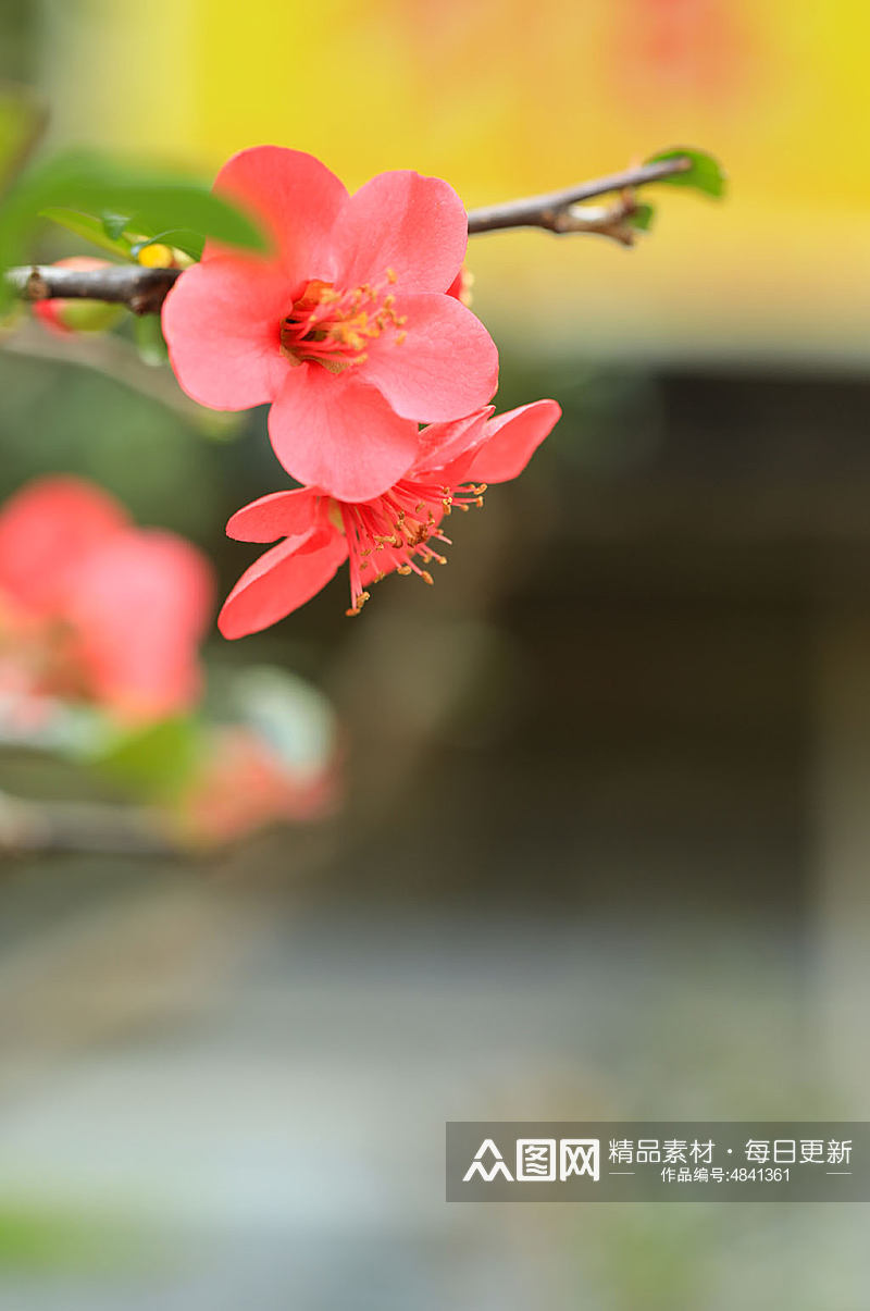 春季红色贴梗海棠花花卉物品摄影图片素材