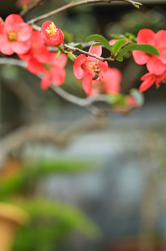 春季红色贴梗海棠花花卉物品摄影图片