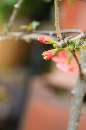 春季红色贴梗海棠花花卉物品摄影图片