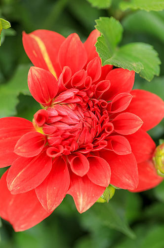 春季红色大丽花花卉物品摄影图片