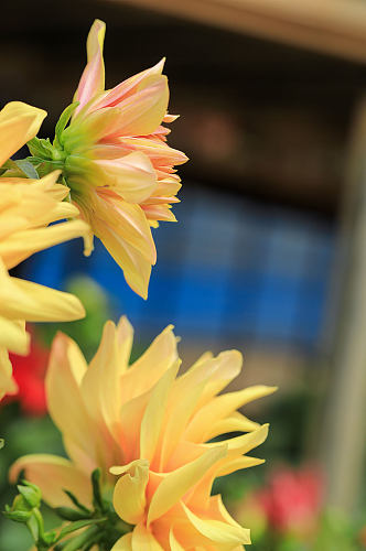 春季黄色大丽花花卉物品摄影图片