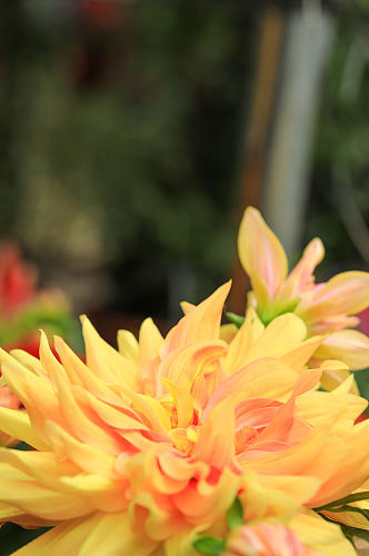 春季黄色大丽花花卉物品摄影图片