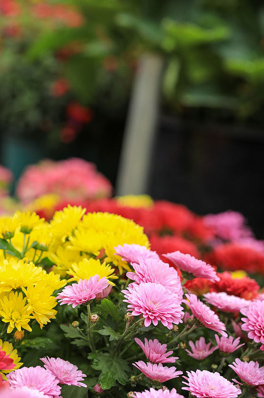 春季黄色粉色红色菊花花卉物品摄影图片