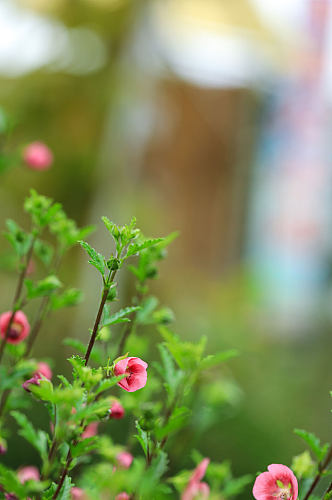 春季粉色小木槿花花卉物品摄影图片