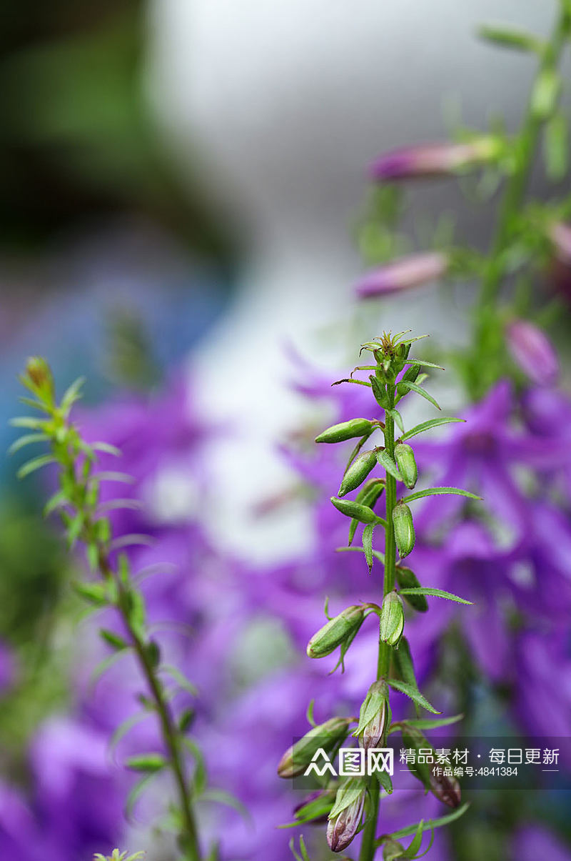 春季紫色石沙参花花卉物品摄影图片素材