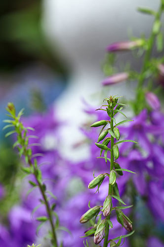春季紫色石沙参花花卉物品摄影图片
