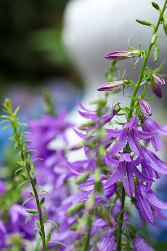 春季紫色石沙参花花卉物品摄影图片