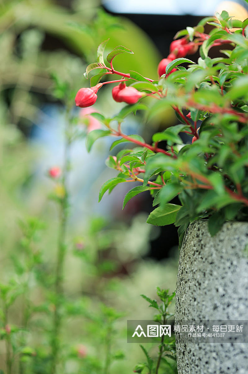 春季粉色小木槿花花卉物品摄影图片素材
