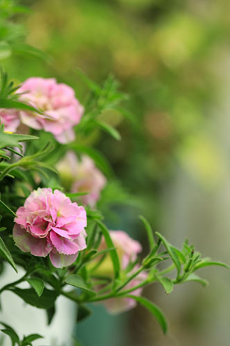 春季粉色大花马齿苋花花卉物品摄影图片