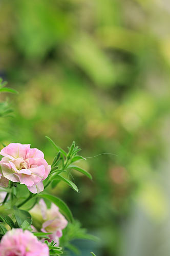 春季粉色大花马齿苋花花卉物品摄影图片