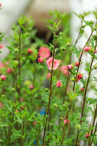 春季粉色小木槿花花卉物品摄影图片