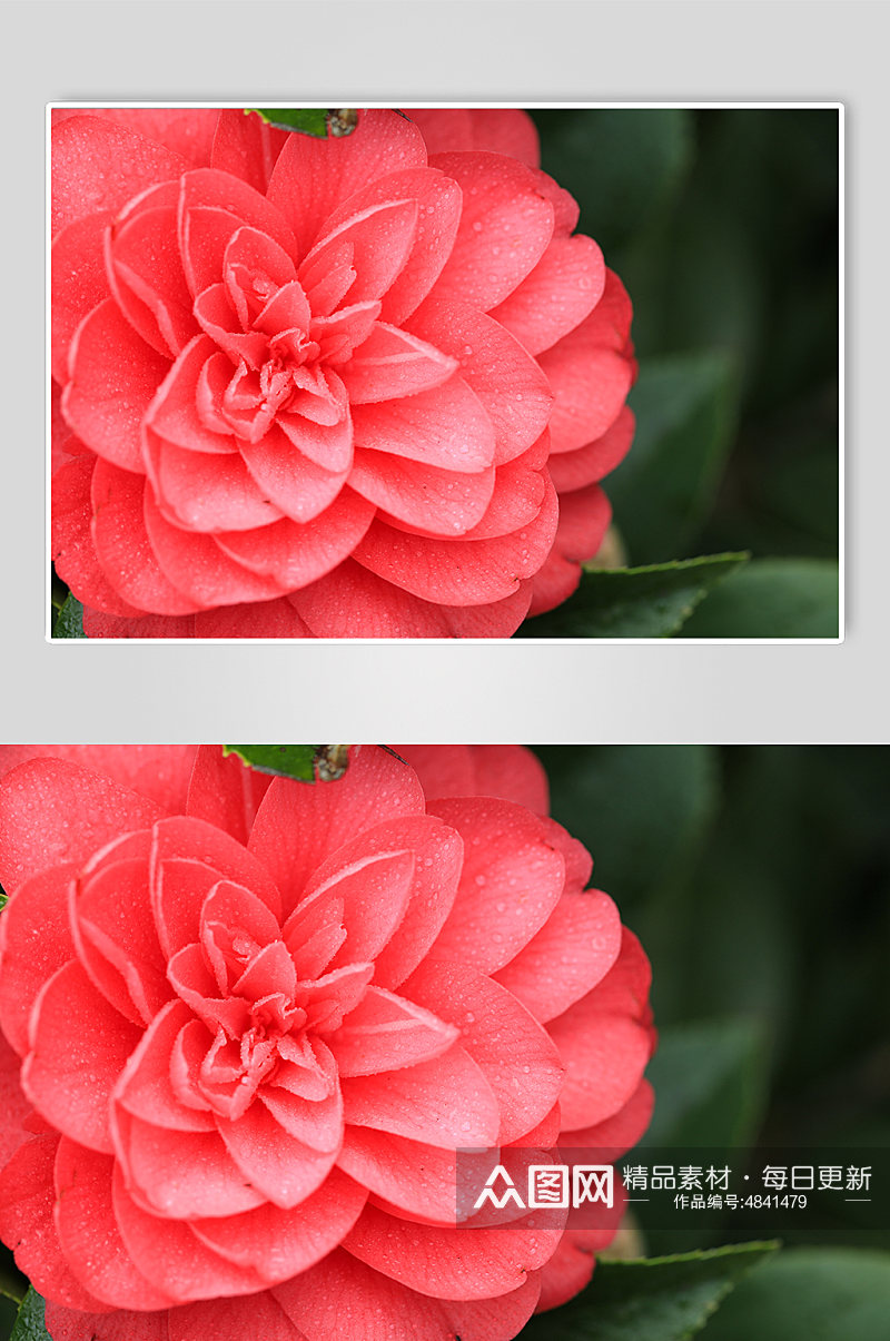 红色月季花花卉物品摄影图片素材