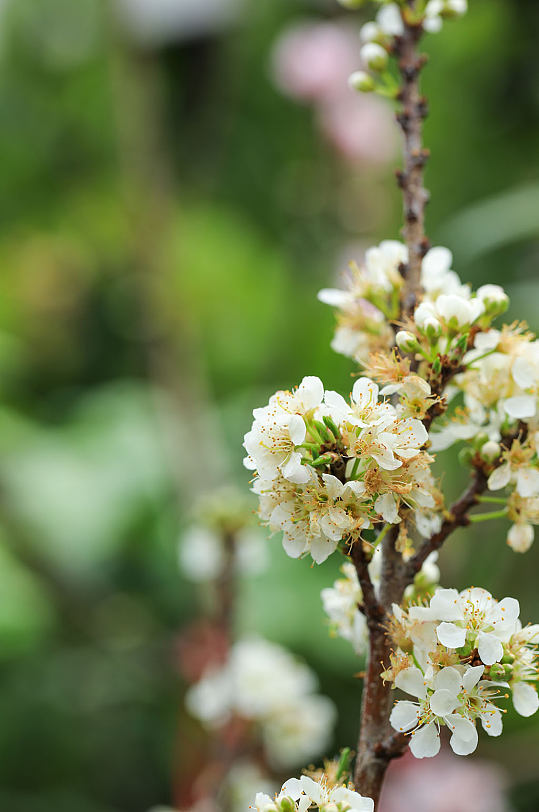 春季白色梨花花卉物品摄影图片