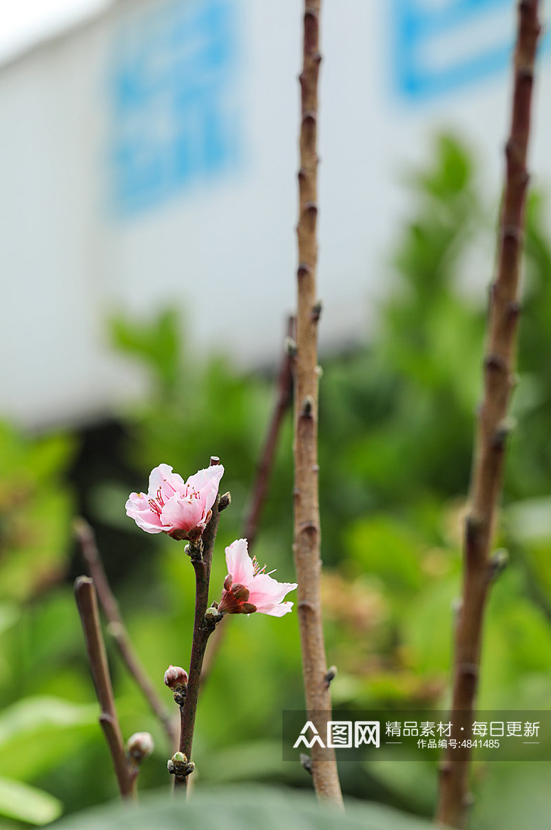 春季粉色桃花花卉物品摄影图片素材