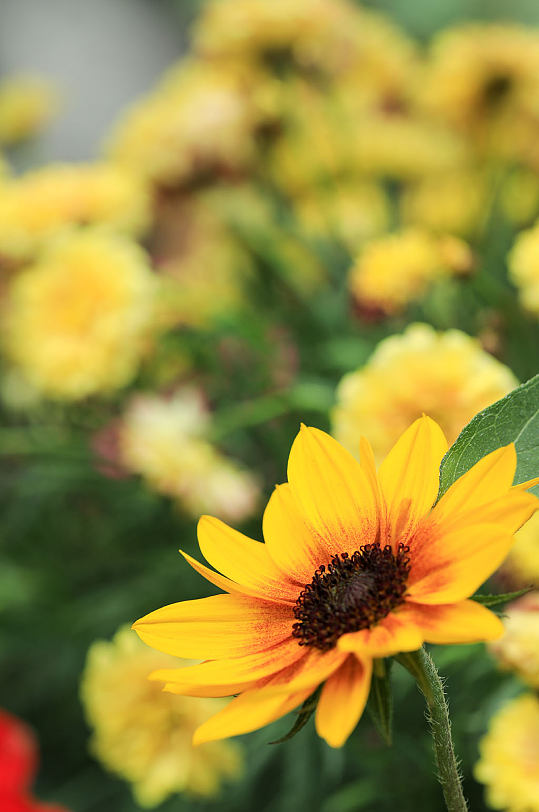 春季黄色向日葵花花卉物品摄影图片-众图网