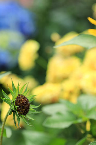 春季向日葵花花蕊花卉物品摄影图片