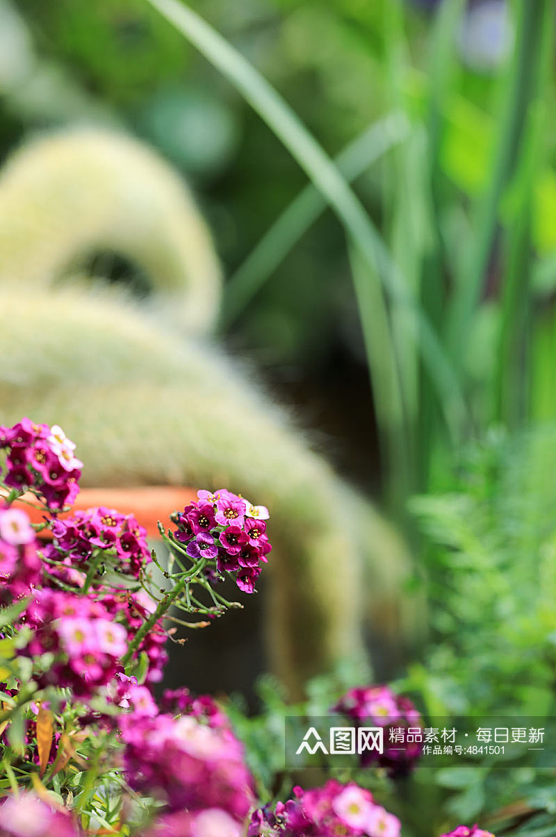 春季紫色香雪球花花卉物品摄影图片素材