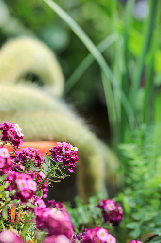 春季紫色香雪球花花卉物品摄影图片
