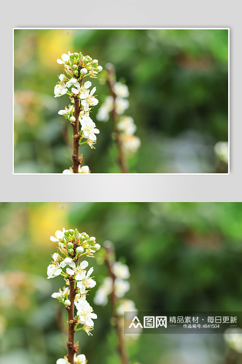 春季白色梨花花卉物品摄影图片素材