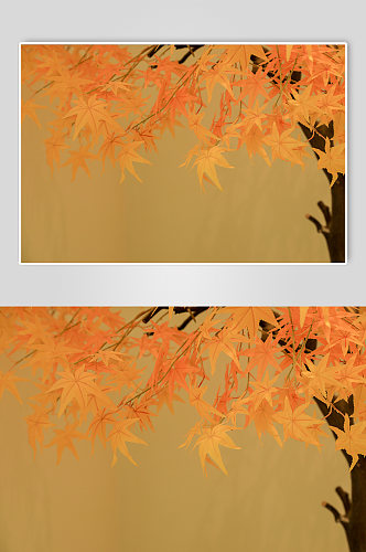 户外黄色秋天枫叶摄影图片