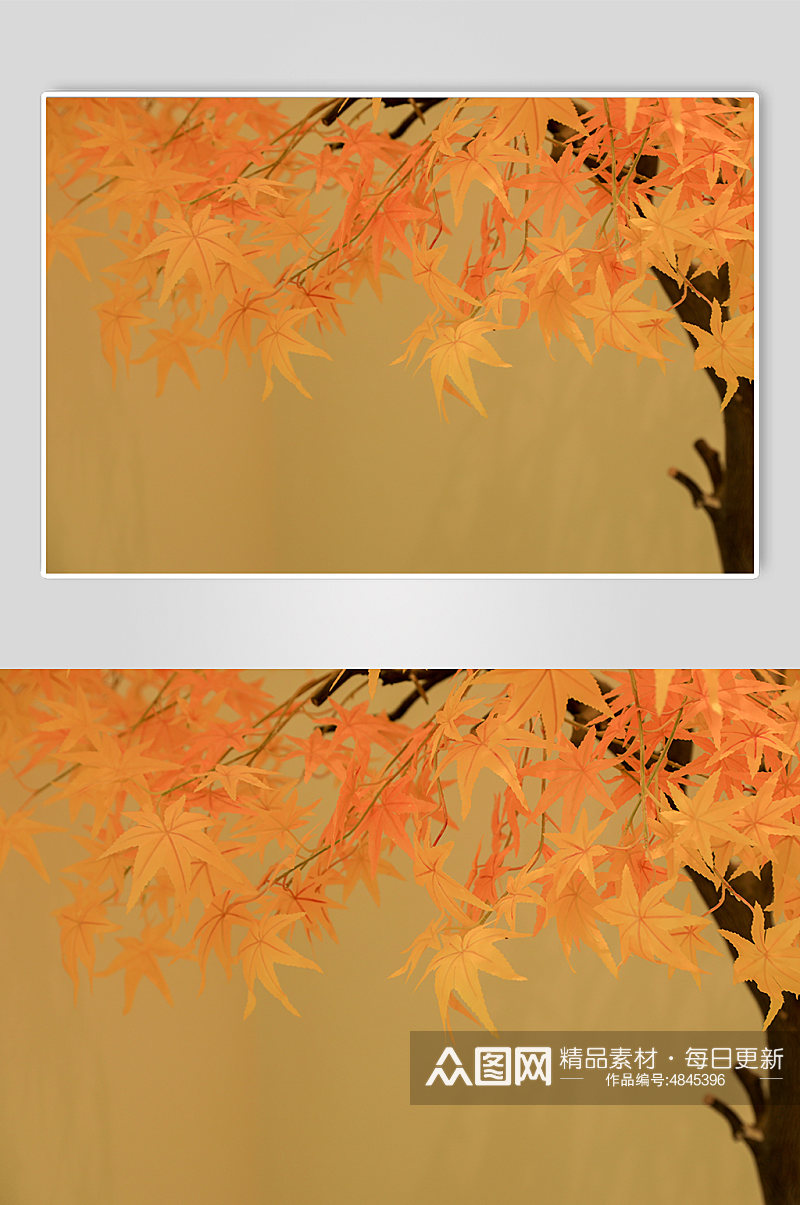 户外黄色秋天枫叶摄影图片素材