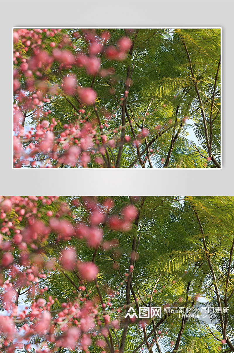 自然风光花卉桃花鲜花绿植风景摄影图片素材